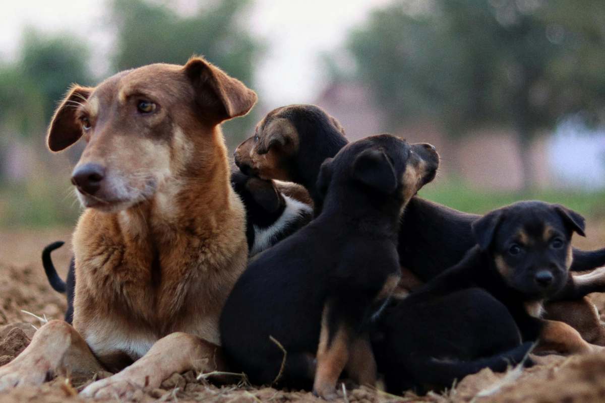 mamma cane con 5 cuccioli salvati