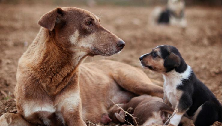 mamma cane con cuccioli