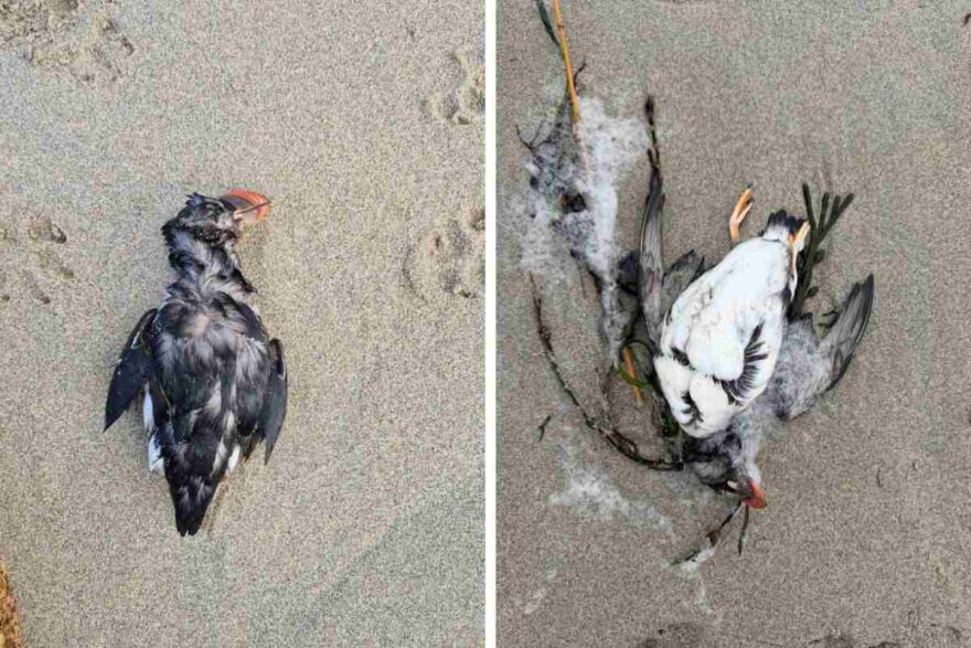 morie di Pulcinelle di mare