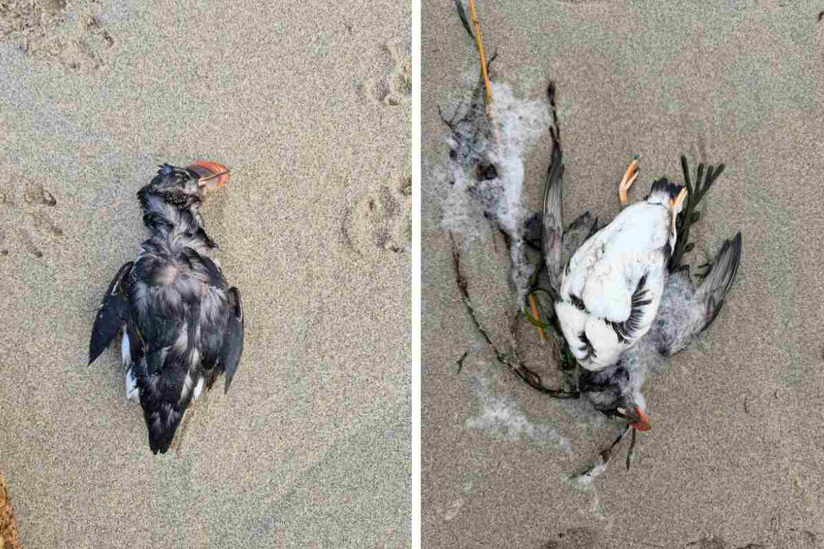 morie di Pulcinelle di mare