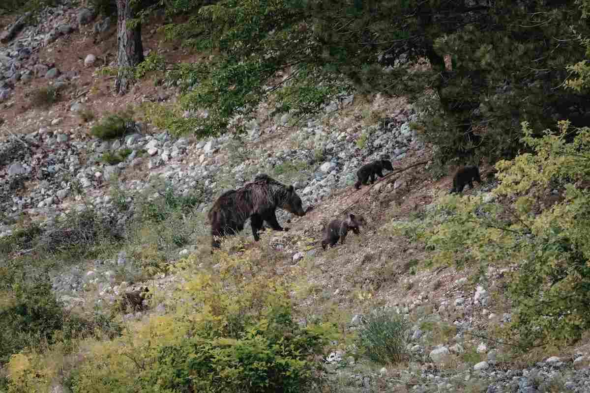 Il risveglio della natura nel Parco d’Abruzzo porta con sé incontri speciali