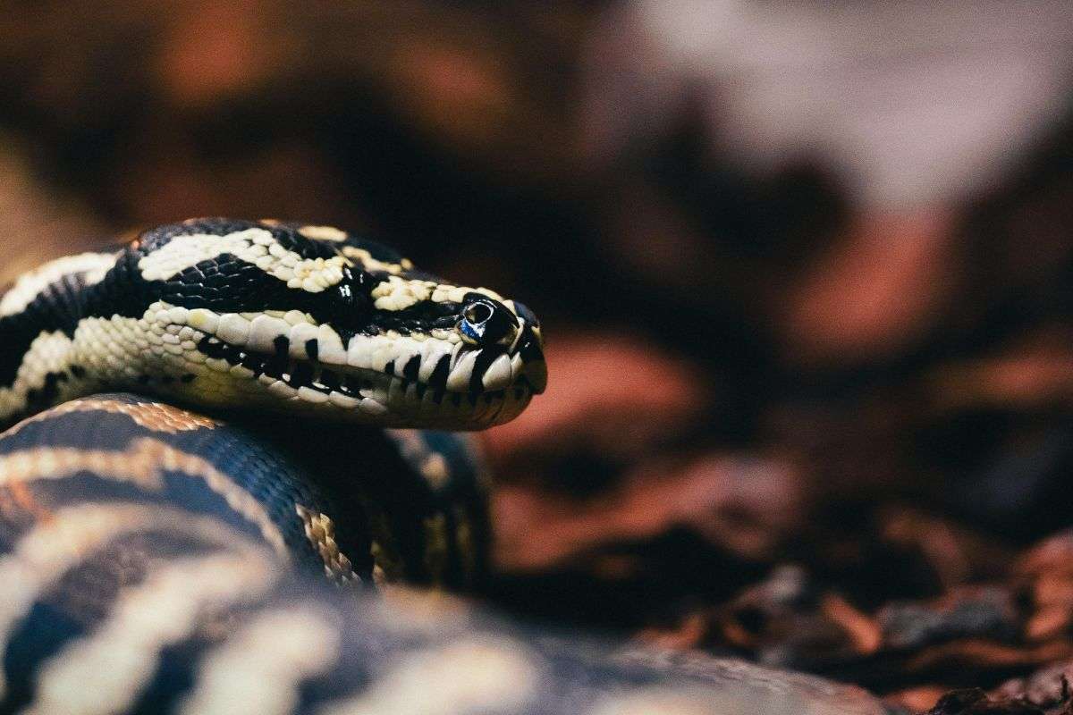 “Il mio pitone sta morendo”: la storia che sta facendo il giro dei social
