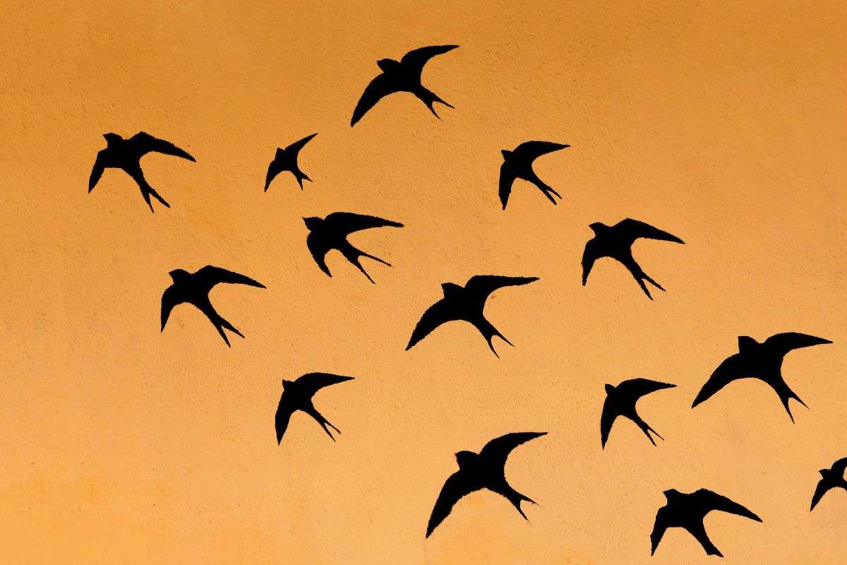Il viaggio delle rondini: da dove arrivano in primavera e perché migrano