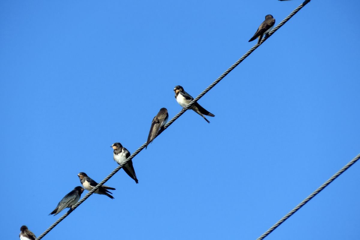rondini sul filo