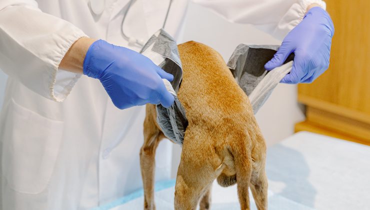 sperimentazione su animali