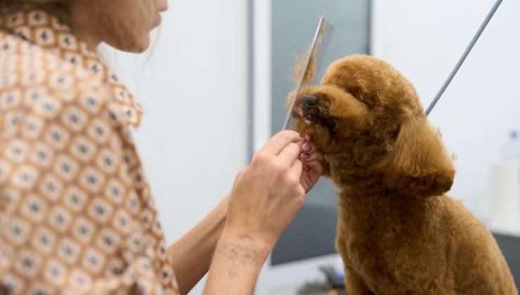 un cane Barboncino dal toelettatore
