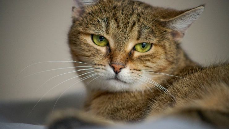 un gatto anziano