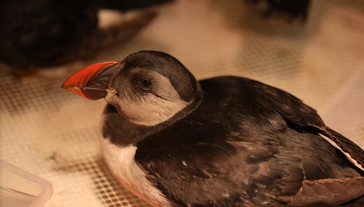 una Pulcinella di mare