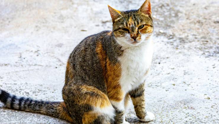 Gattina della colonia felina