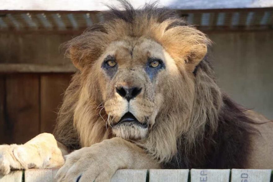 Addio a Morto a Djibo, il leone più anziano d’Europa_