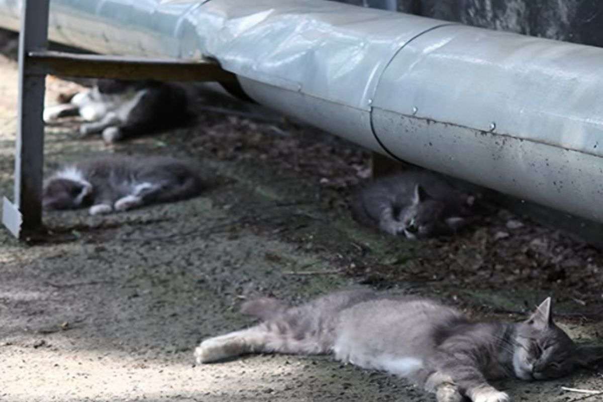 La tragedia invisibile di Chernobyl: cosa accadde agli animali abbandonati
