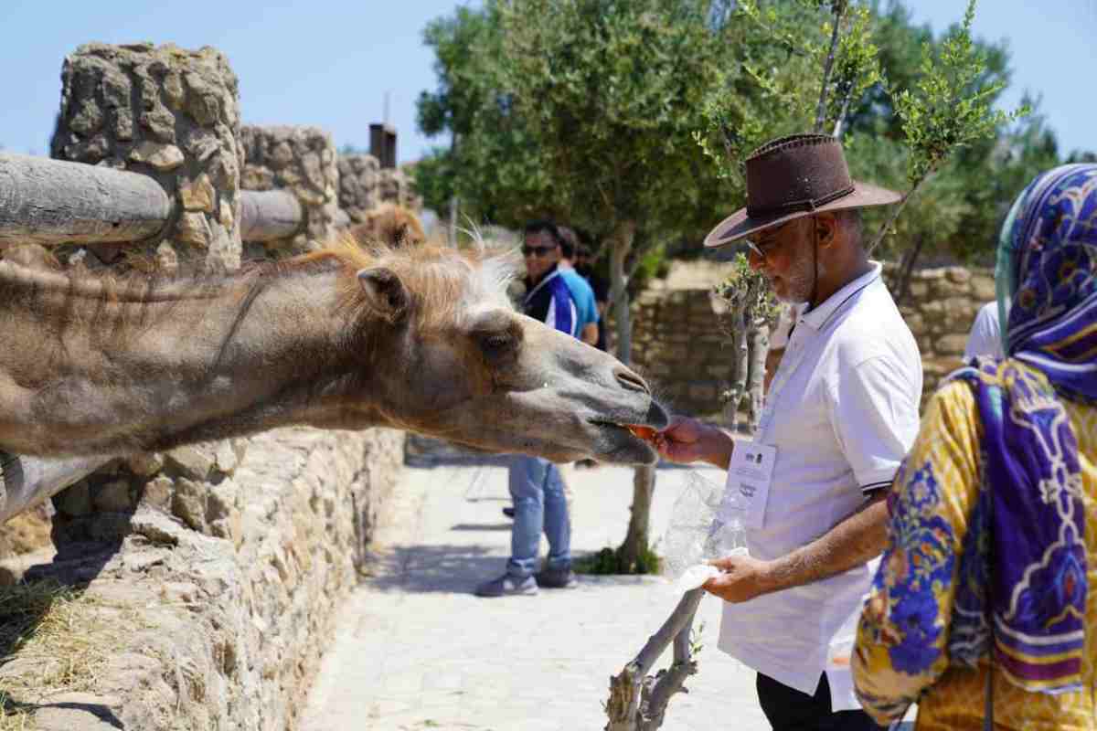 Turista da cibo a un dromedario