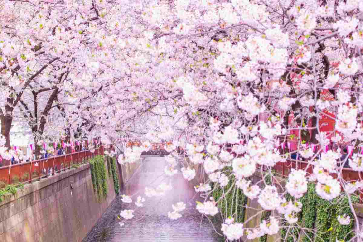 Laghetto con ciliegi in fiore