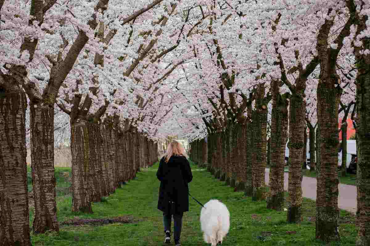 Donna che porta a spasso il cane nel parco con ciliegi