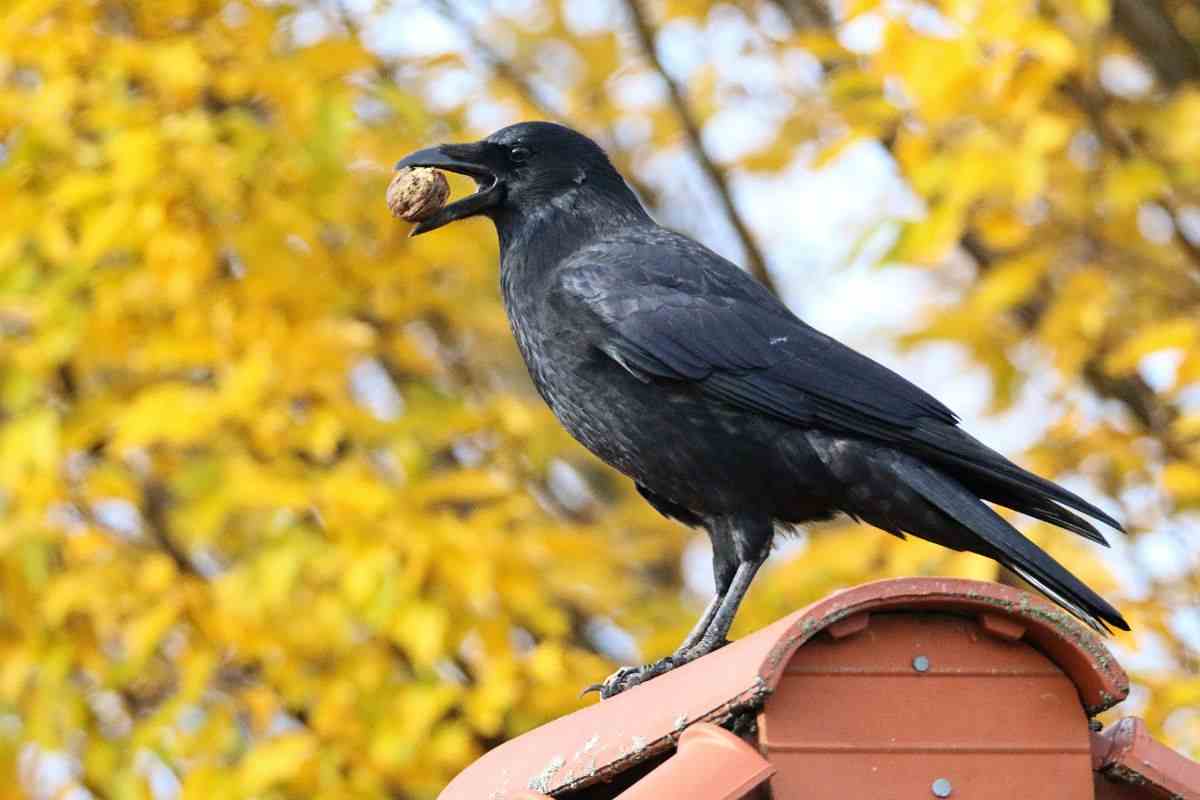 cornacchia su casetta