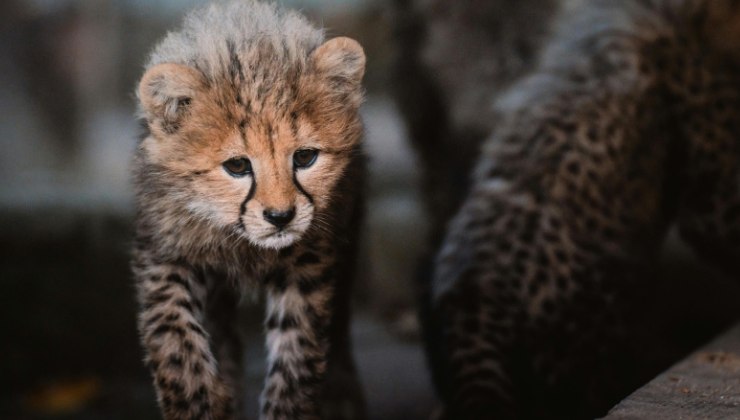 Cucciolo di Il ghepardo asiatico