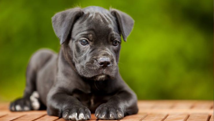 Cucciolo di cane Corso