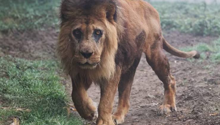 Djibo, il leone più anziano d’Europa