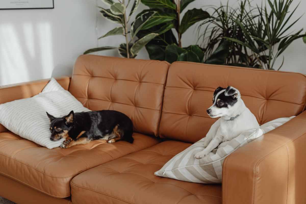 Cani su divano