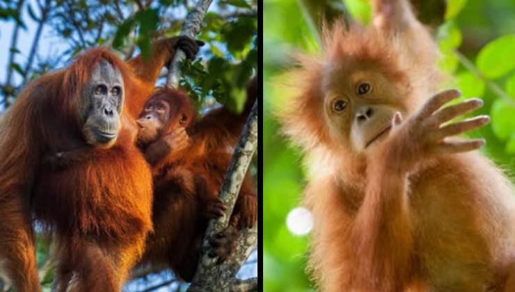 Esemplari giovani di orango di sumatra