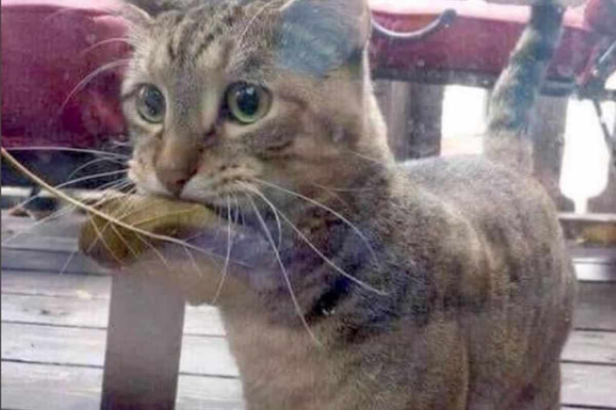 gatta e foglia in bocca