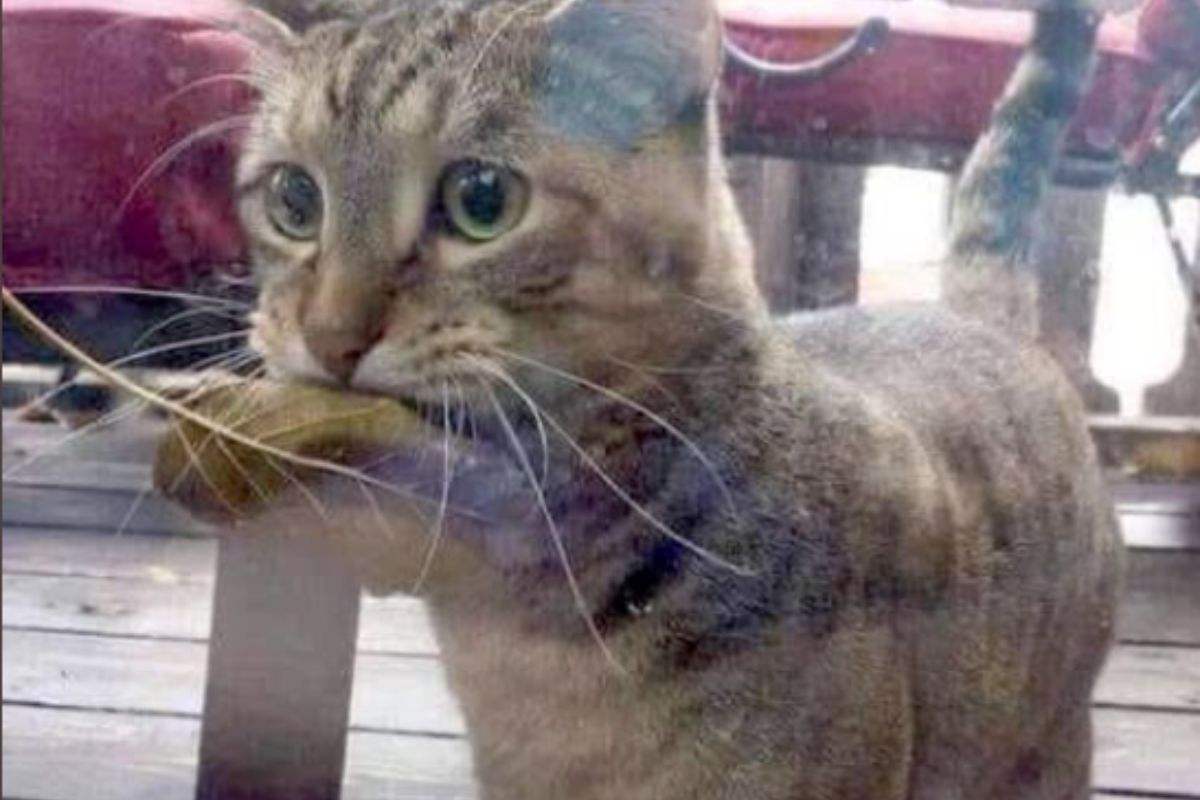 Al mercato ormai la conoscono tutti: la gatta che “paga” il pesce a modo suo