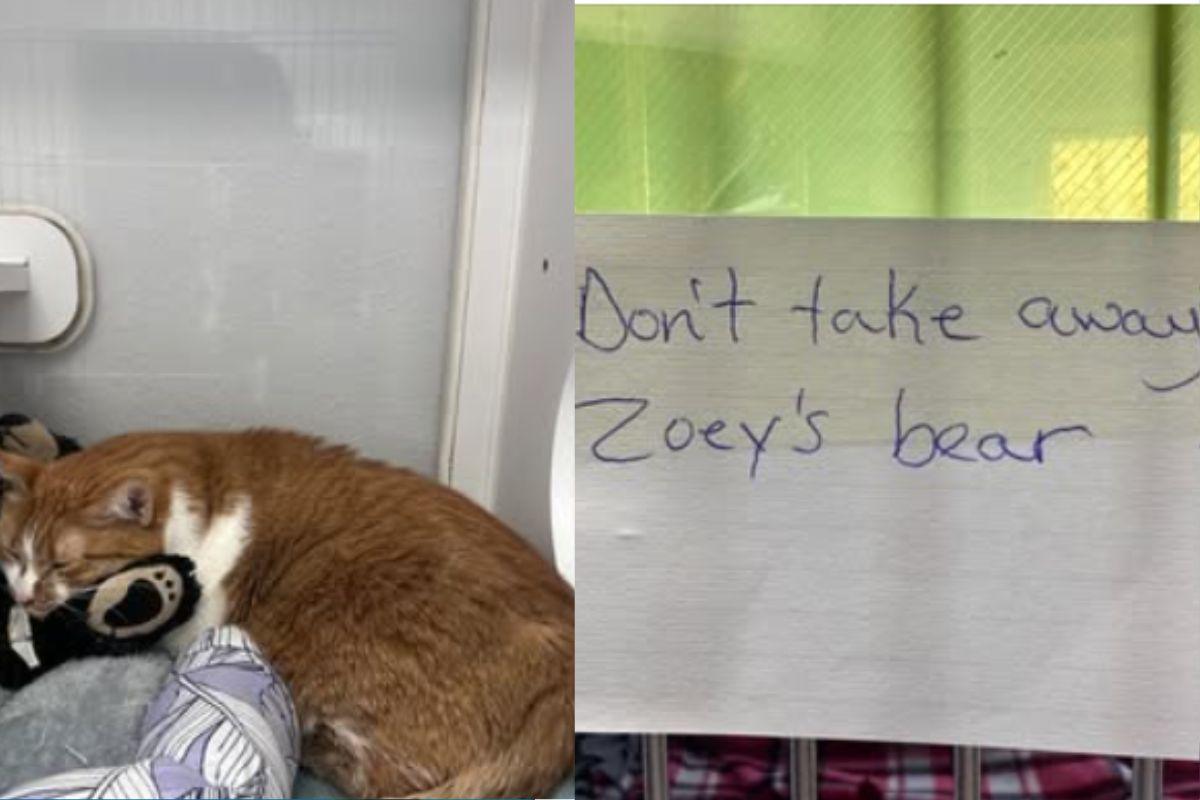 L’ultima richiesta prima dell’addio: “Lasciategli il suo orsetto”