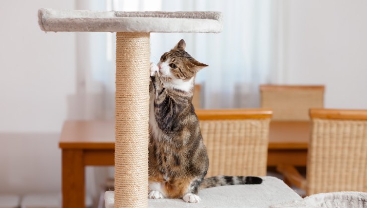 Gatto affila le unghie sul tiragraffi