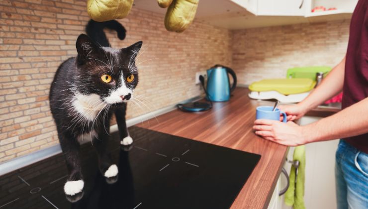 Gatto nero sul piano della cucina