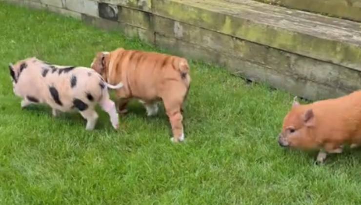 I bulldog e i due maialini