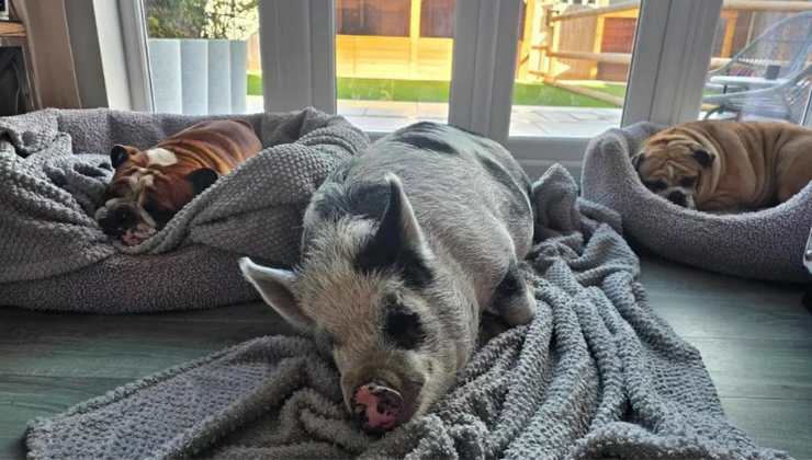 I bulldog e i maialini