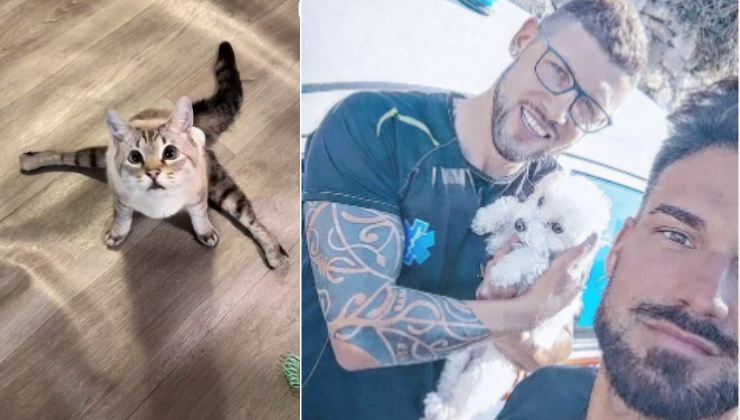 Igor Cassini salva un cane e un gatto