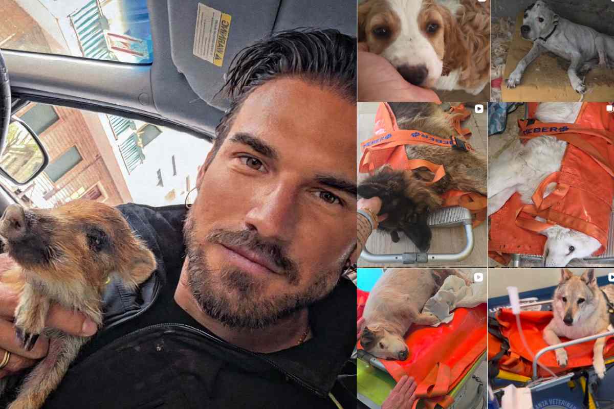 Soccorrere gli animali, ovunque e subito: la missione di Ambulanze Veterinarie ODV