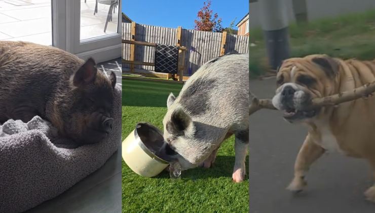 Il bulldog e i due maialini