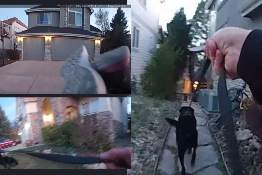 Il cane Rex cerca una bimba scomparsa