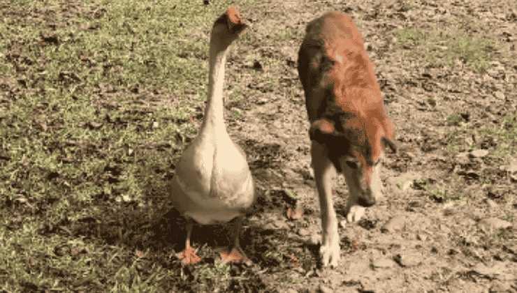 Il cane Shake e l'oca egiziana