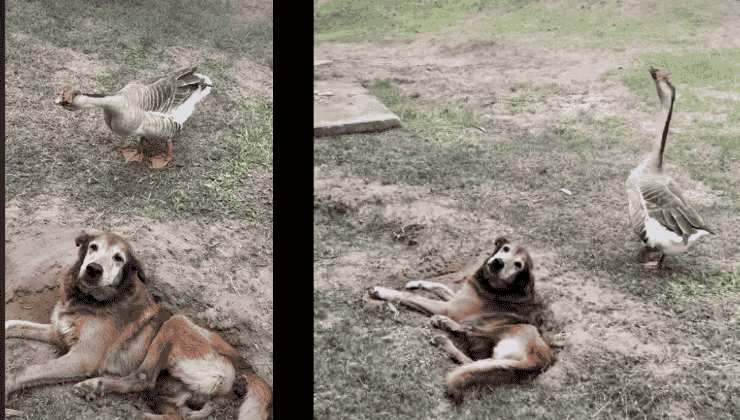 Il cane Shake, ormai 18enne, insieme all'oca egiziana