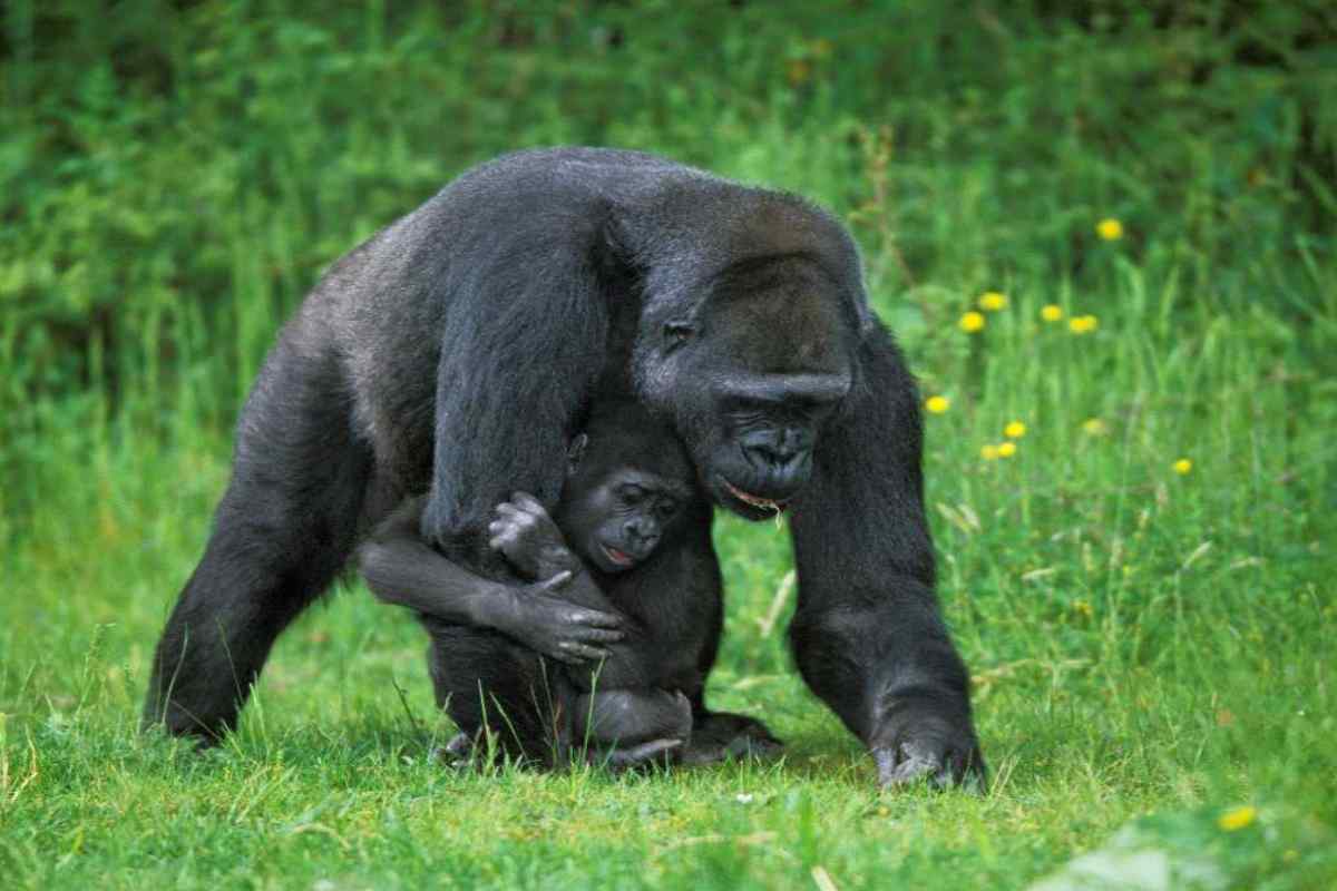 Gorilla con cucciolo