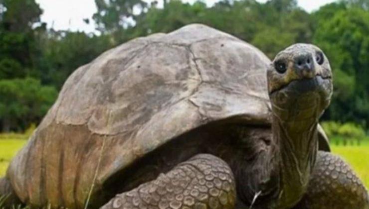 la tartaruga Jonathan