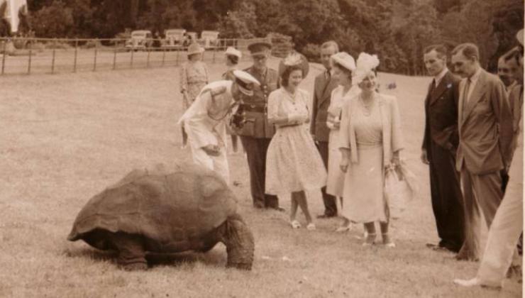 la tartaruga Jonathan