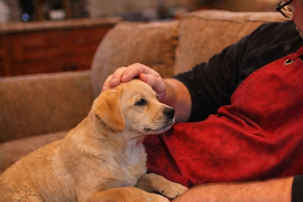 Uomo sul divano con cucciolo