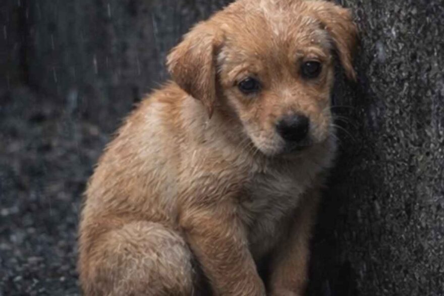 Cucciolo sotto la pioggia