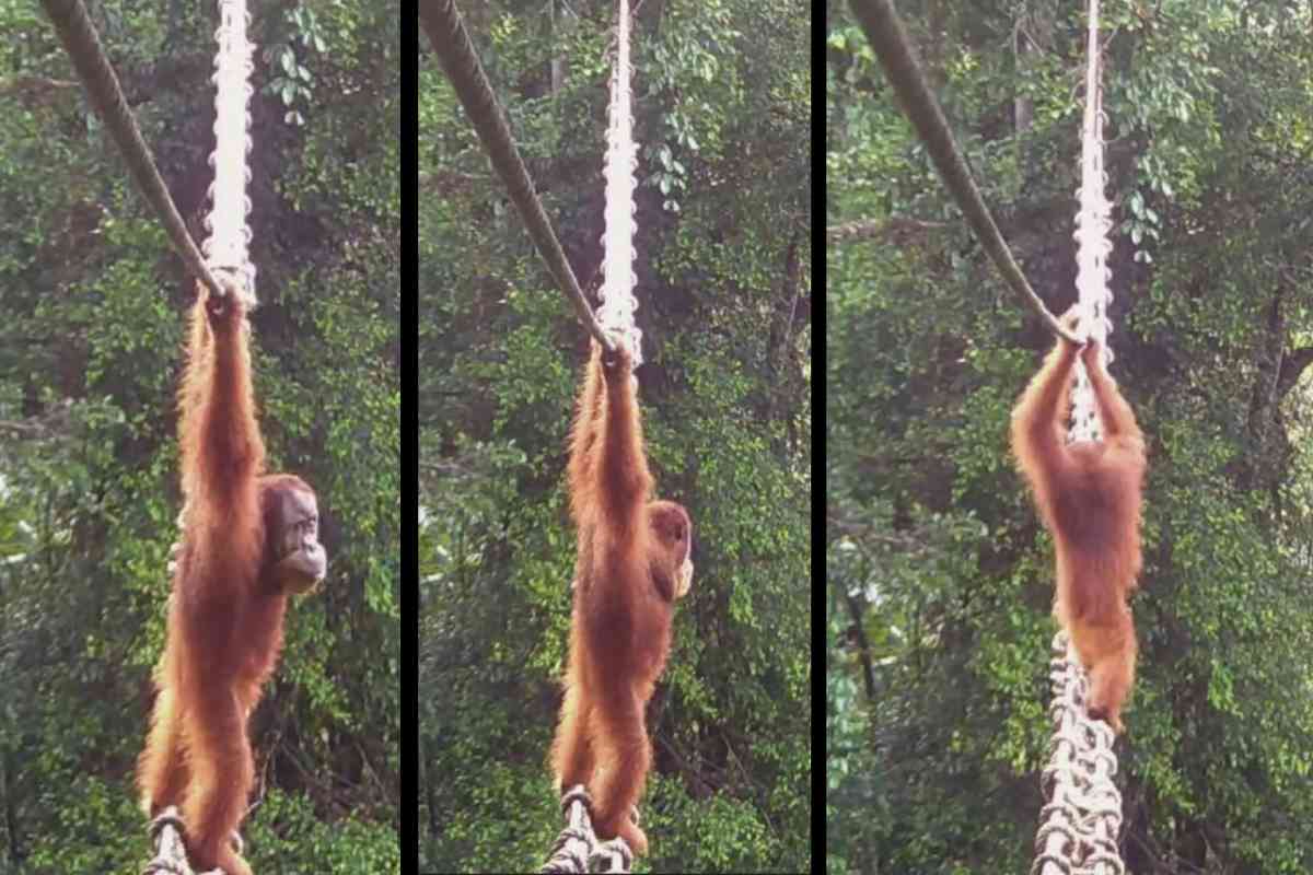 L'orango attraversa il ponte