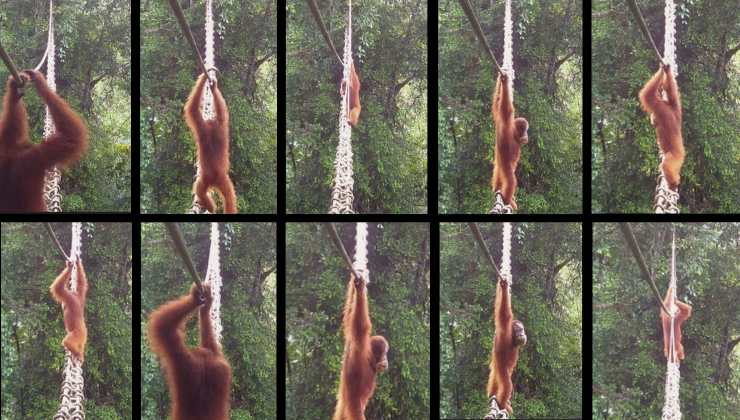 L'orango di Sumatra attraversa un ponte in corda