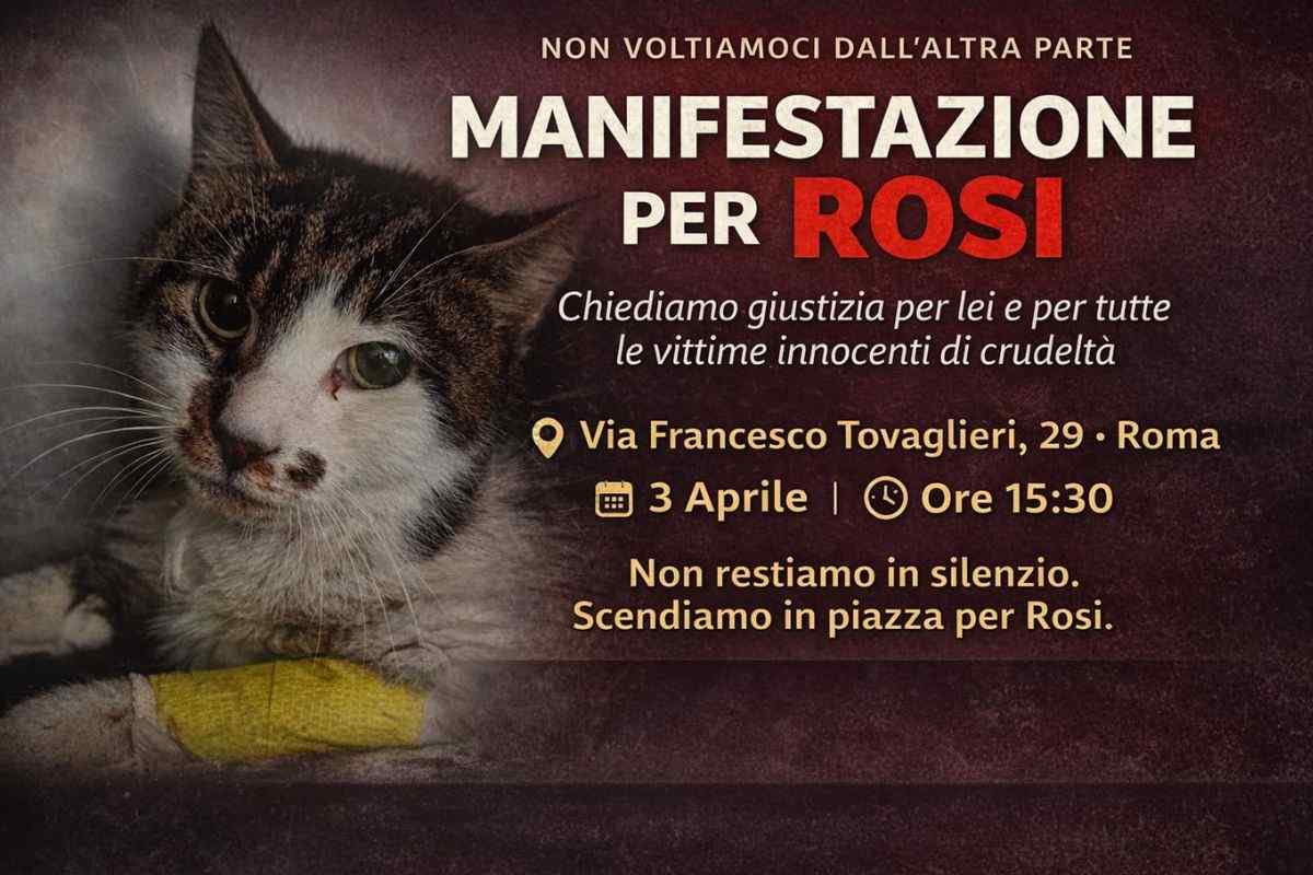“Giustizia per la gattina Rosi”: noi ci saremo alla manifestazione pubblica a Roma il 3 aprile