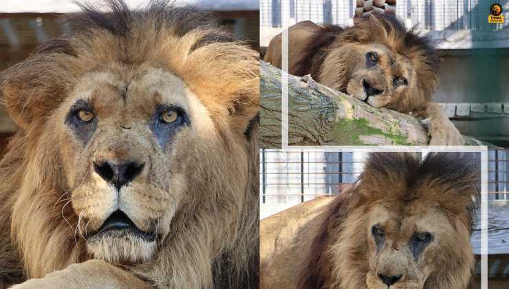 Morto a 27 anni Djibo, il leone più anziano d’Europa