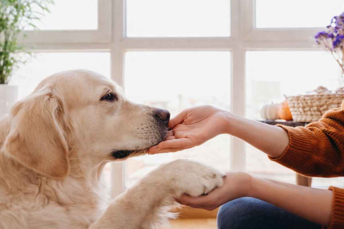 Cane con muso su una mano