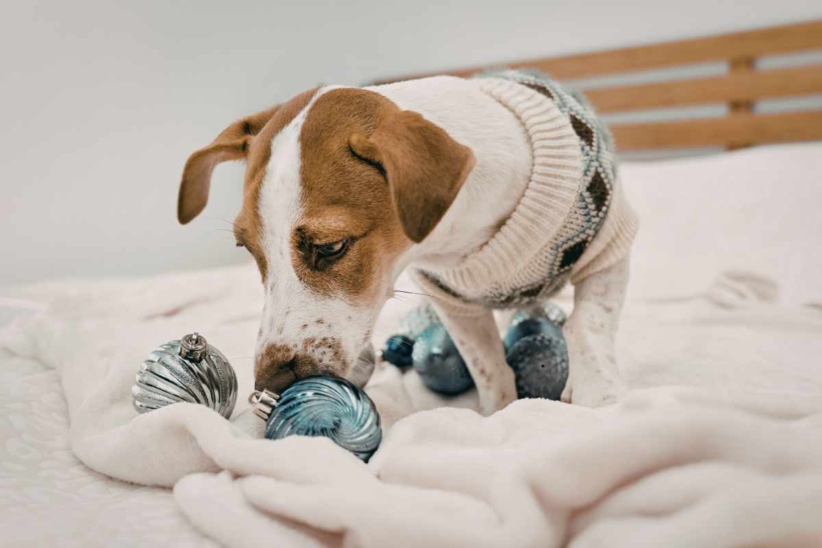 Cane che sposta delle palline 