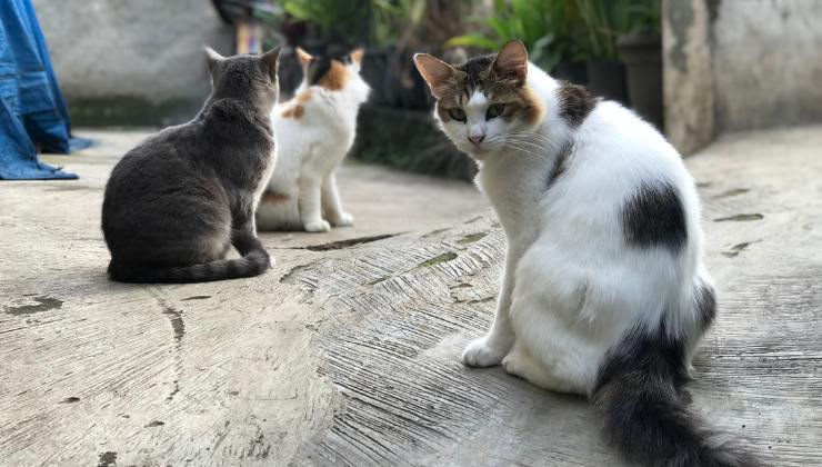 Progetto per il gattile