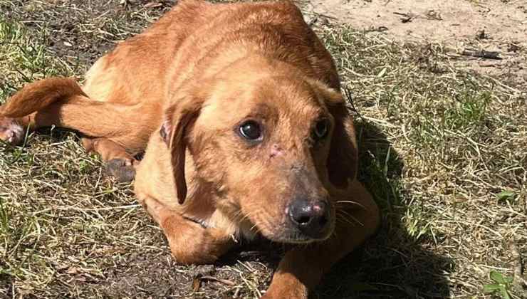 Sabatino cerca una famiglia adottiva